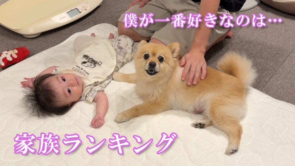 愛犬が家族に順位を付けていることがよく分かる動画 愛犬が家族に順位を付けていることがよく分かる動画