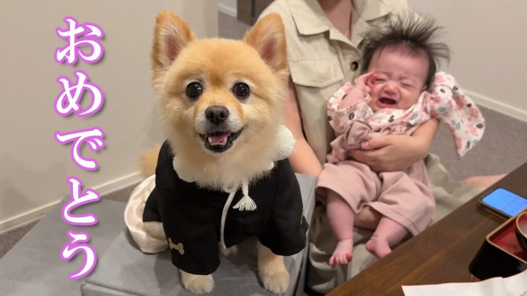 【祝】赤ちゃんの生後100日を一緒に祝ってくれるポメラニアンが可愛過ぎました… 【祝】赤ちゃんの生後100日を一緒に祝ってくれるポメラニアンが可愛過ぎました…