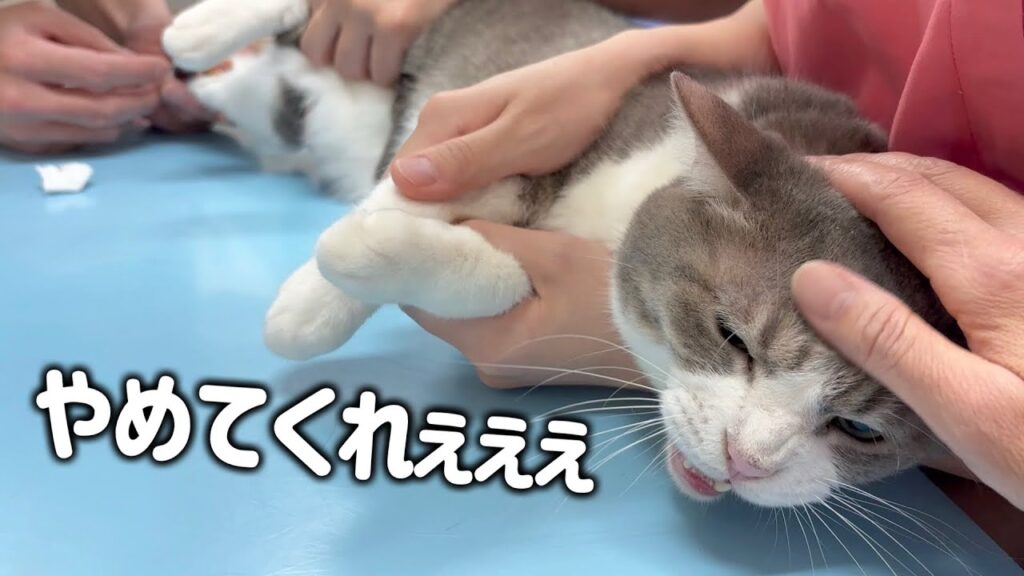 6歳になったサバシロ猫の健康診断で病院に行ってきました 6歳になったサバシロ猫の健康診断で病院に行ってきました