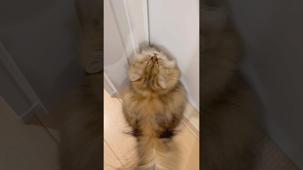 なぜかくしゃみを連発する猫 【サイベリアン】 #Shorts