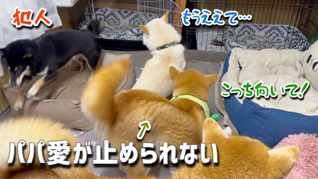 小粒黒柴のハイテンションが伝染して巨体柴犬に変なスイッチ入る。。。