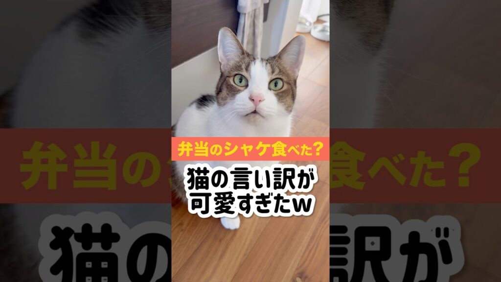 弁当のシャケ盗み食いした猫の言い訳が必死すぎて草 弁当のシャケ盗み食いした猫の言い訳が必死すぎて草