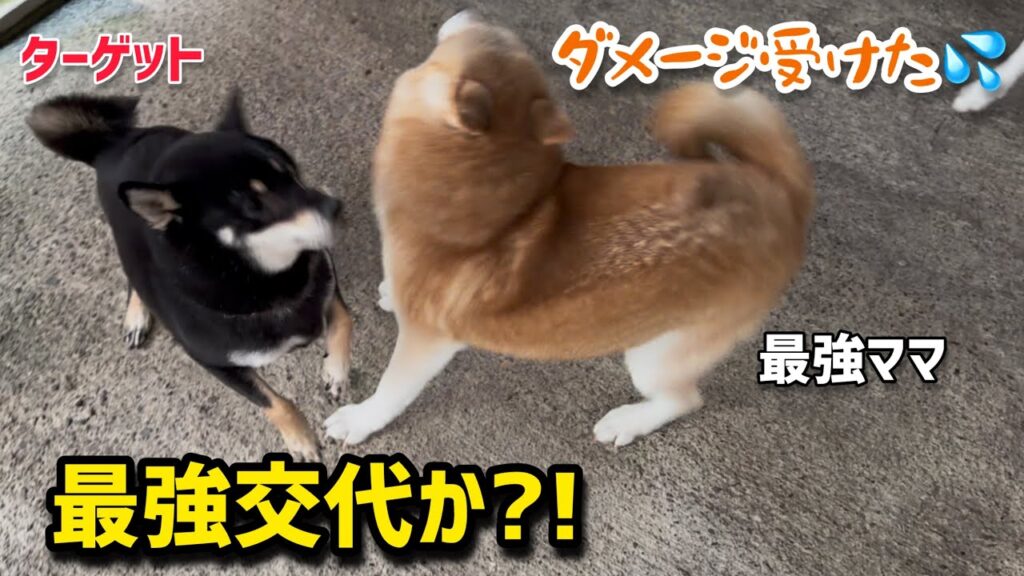 ターゲットに秒でやられて意気消沈な柴犬ママの絶句顔が笑えました ターゲットに秒でやられて意気消沈な柴犬ママの絶句顔が笑えました