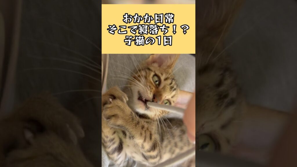 そこで寝落ち！？スフィンクスポーズもする子猫の1日【おかかの日常】#cat