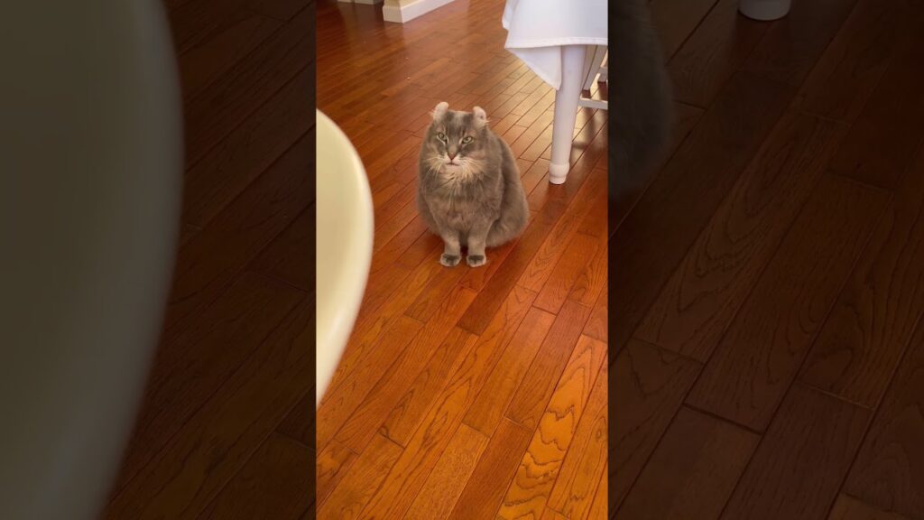調べ物してたら #ねこ動画 #アメリカンカール  #shortsvideos