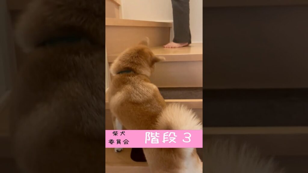 階段登れない柴【成せば成る】豆柴アオと柴犬委員会  mameshiba AO & shiba inu committee #Shorts
