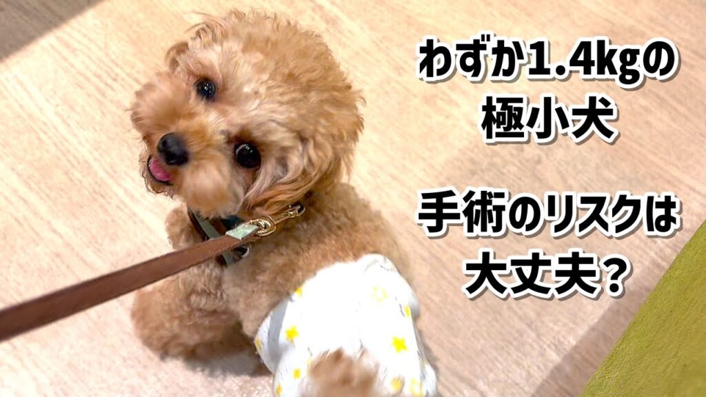 マイクロティーカッププードル・プティの去勢手術についてご報告。わずか1.4㎏の極小犬、一般的な手術と異なるためリスクなど含め検討した結果…。 マイクロティーカッププードル・プティの去勢手術についてご報告。わずか1.4㎏の極小犬、一般的な手術と異なるためリスクなど含め検討した結果…。