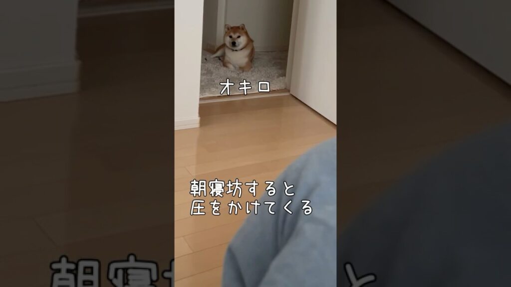ダイエット柴【ストレス発散法】豆柴アオと柴犬委員会  mameshiba AO & shiba inu committee #shortsvideo