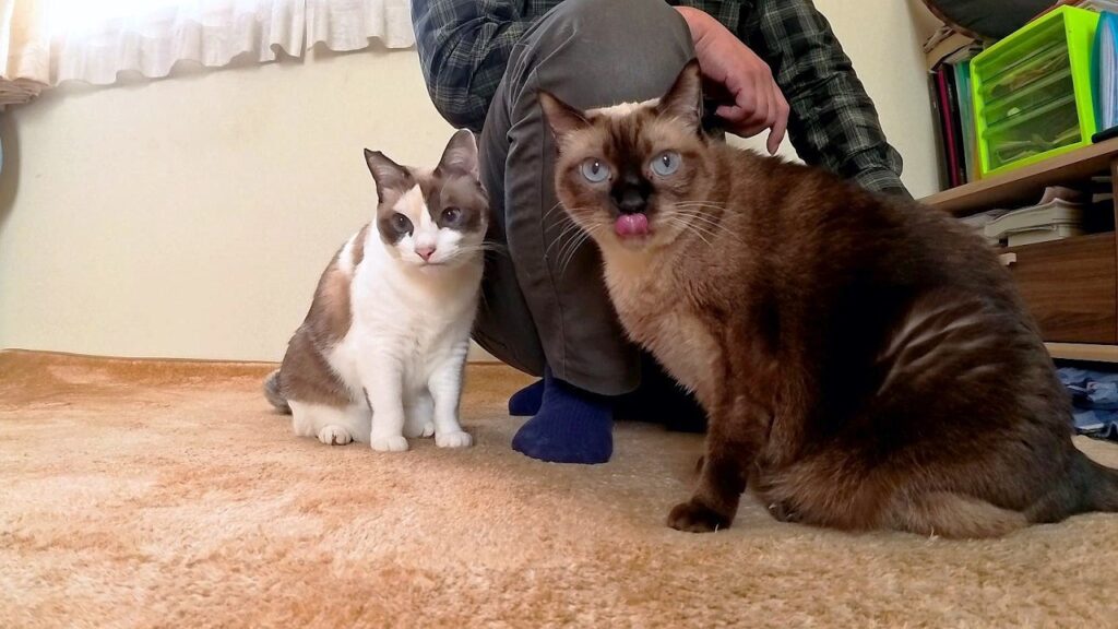 「転がって」と言うとお饅頭のように丸く転がるシャム猫🌰