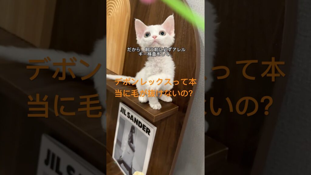 猫アレルギーでも大丈夫?デボンレックスの抜け毛の真実#デボンレックス #猫アレルギー #猫の抜け毛 #猫の知識 #猫の豆知識 #猫好き #猫動画 #短毛猫 #猫を飼う前に #ペットの健康 猫アレルギーでも大丈夫?デボンレックスの抜け毛の真実#デボンレックス #猫アレルギー #猫の抜け毛 #猫の知識 #猫の豆知識 #猫好き #猫動画 #短毛猫 #猫を飼う前に #ペットの健康