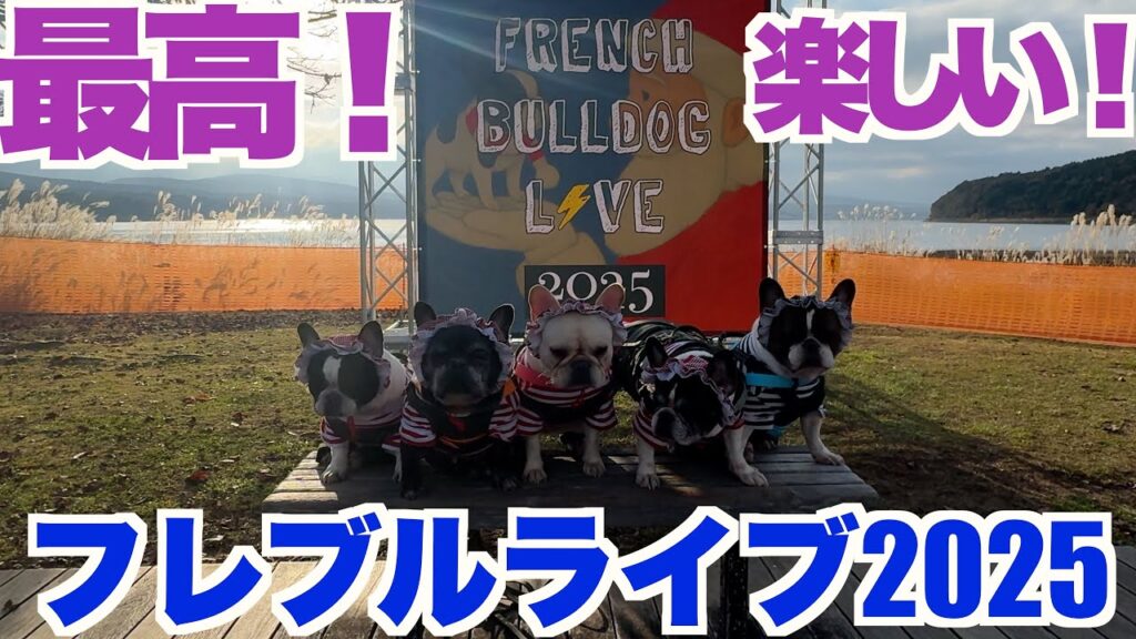 フレブルライブ2025 【 フレンチブルドッグ french_bulldog 】 フレブルLIVE フレンチブルドッグのお祭り