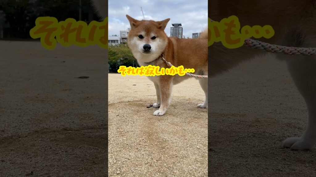諦めの悪い柴犬