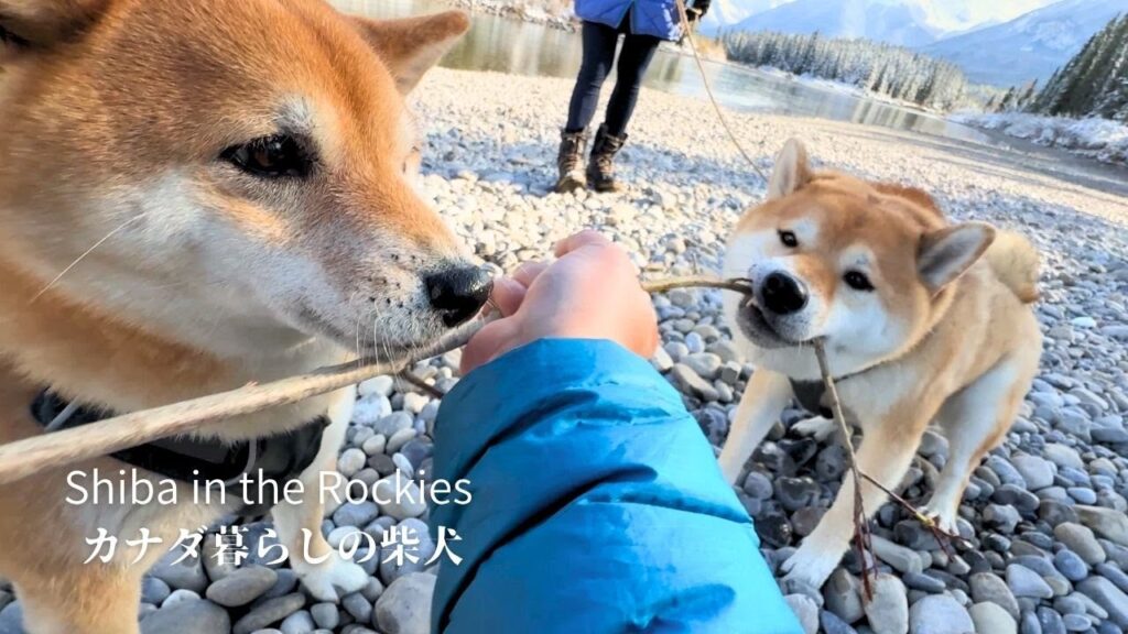 ガチ弟柴と控えめな姉柴の違いにホッコリ癒されました  [4K]