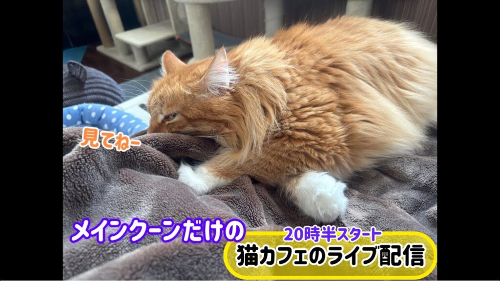 20251124メインクーンだけの【猫カフェのライブ配信】#cat #cooncat #mainecat #もふもふ 20251124メインクーンだけの【猫カフェのライブ配信】#cat #cooncat #mainecat #もふもふ