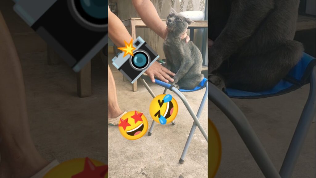 Don't move and sit down 🐈‍⬛📸#funnycat #cutecat
