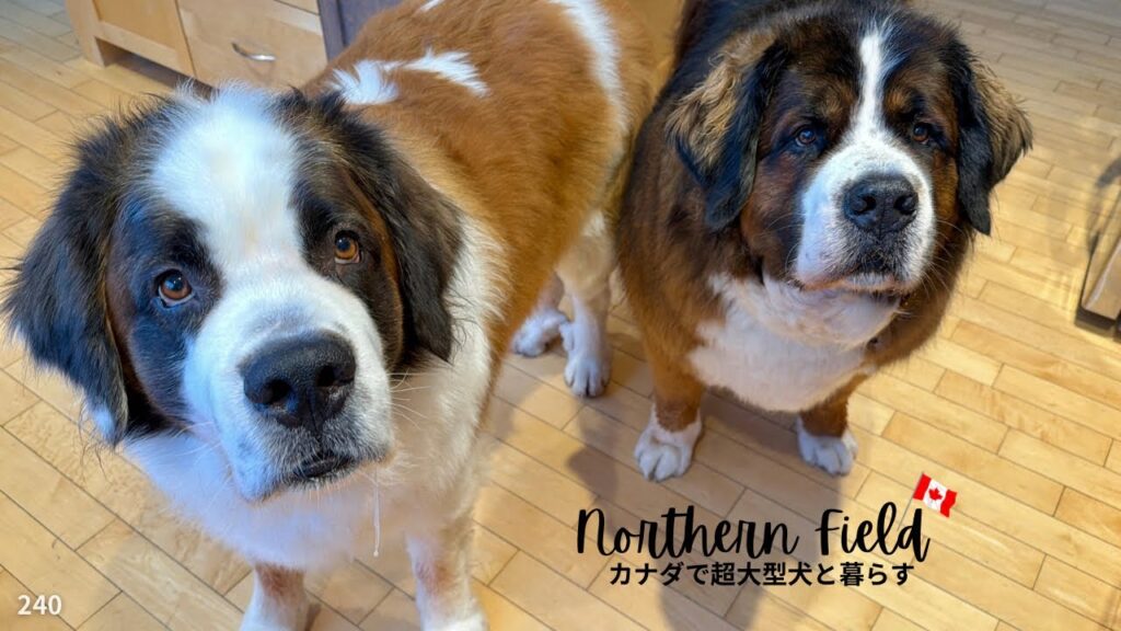 犬ご飯・ローフードその後/小さなキャバリア【超大型犬とカナダで田舎暮らし】 犬ご飯・ローフードその後/小さなキャバリア【超大型犬とカナダで田舎暮らし】