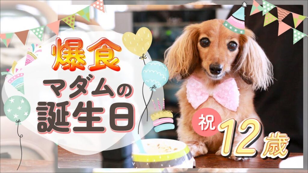 【祝12歳】可愛さ限界突破!!仔犬のようなハイシニア爆誕【カニンヘンダックスえびすの日常】 【祝12歳】可愛さ限界突破!!仔犬のようなハイシニア爆誕【カニンヘンダックスえびすの日常】