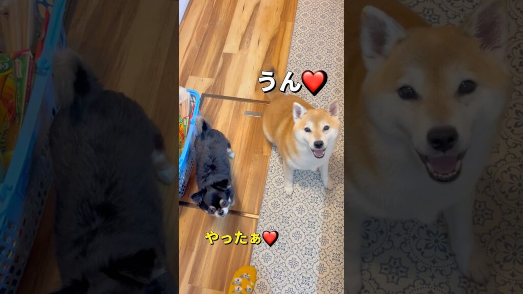 食欲が止められない🐶🐶‼️#柴犬 #チワワ #shorts