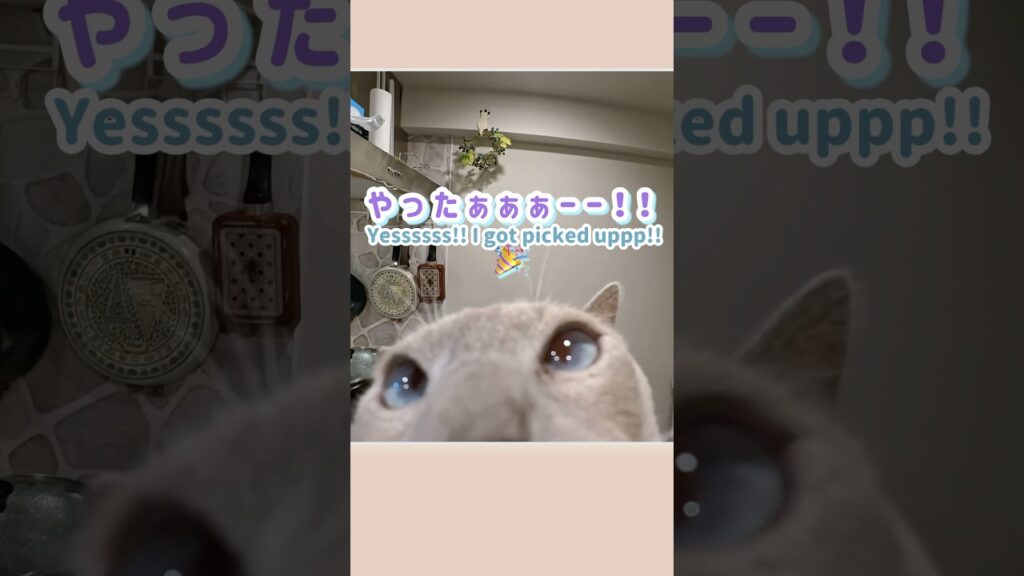 抱っこして欲しすぎて叫ぶ猫が可愛すぎました…【ジャンプ抱っこ/トンキニーズ】#猫 #猫動画 #かわいい猫 抱っこして欲しすぎて叫ぶ猫が可愛すぎました…【ジャンプ抱っこ/トンキニーズ】#猫 #猫動画 #かわいい猫