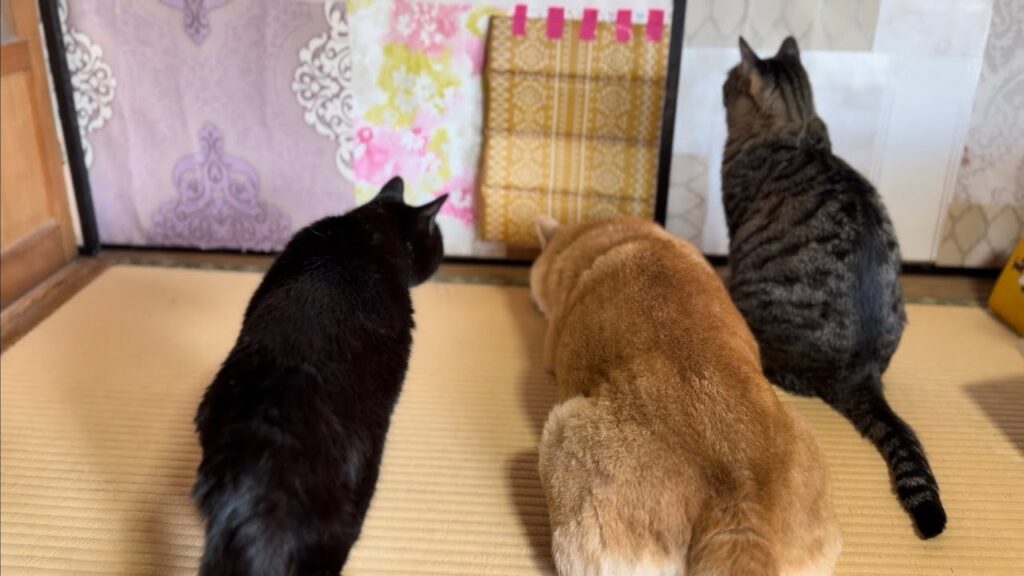 がんばれもも!新しいドアに苦戦する柴犬 Momo Struggles with the New Door がんばれもも!新しいドアに苦戦する柴犬 Momo Struggles with the New Door