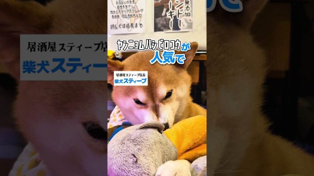 ヤンニョムハシビロコウ3 #柴犬スティーブ ヤンニョムハシビロコウ3 #柴犬スティーブ