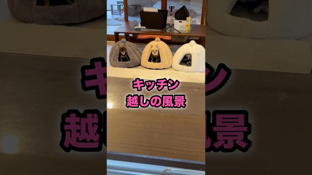 キッチンから見える景色はチワワ達のくつろぎ【多頭飼いスムチーず】 #チワワ #癒し #chihuahua キッチンから見える景色はチワワ達のくつろぎ【多頭飼いスムチーず】 #チワワ #癒し #chihuahua