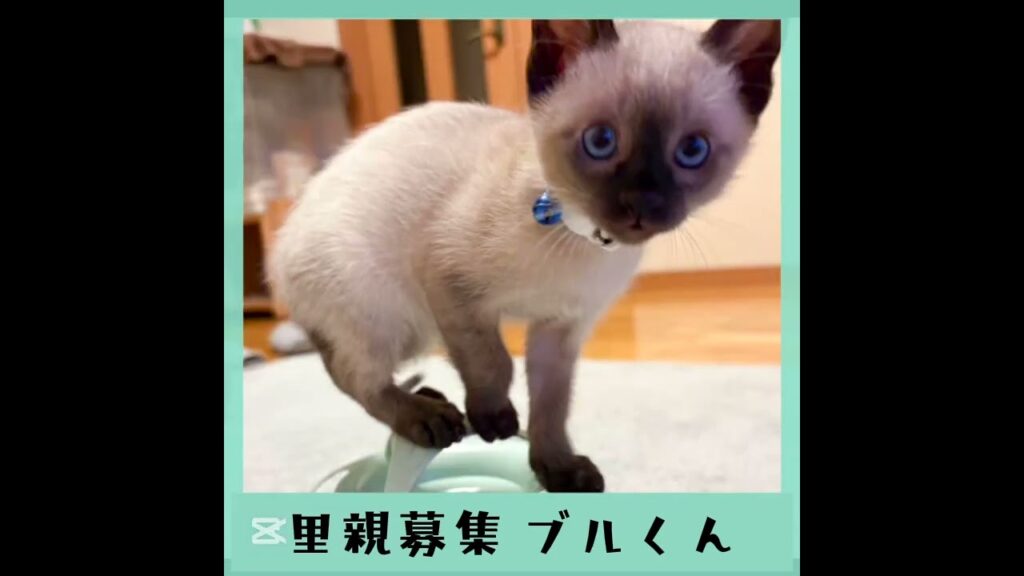 里親募集 シャムmixブルくん 里親募集 シャムmixブルくん