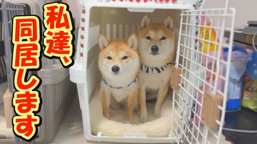 いつも寄り添って夫婦みたいな柴犬兄妹に、ほっこりします