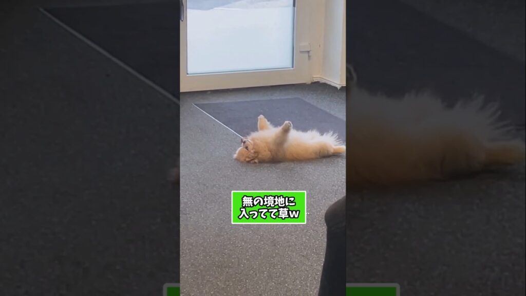 仕事で疲れた皆に贈る笑いと癒しのポメラニアン5選ww　#ポメラニアン #笑える #癒し #ポメラニアンのいる生活 #犬のいる暮らし #犬好きさんと繋がりたい #元気になる動画