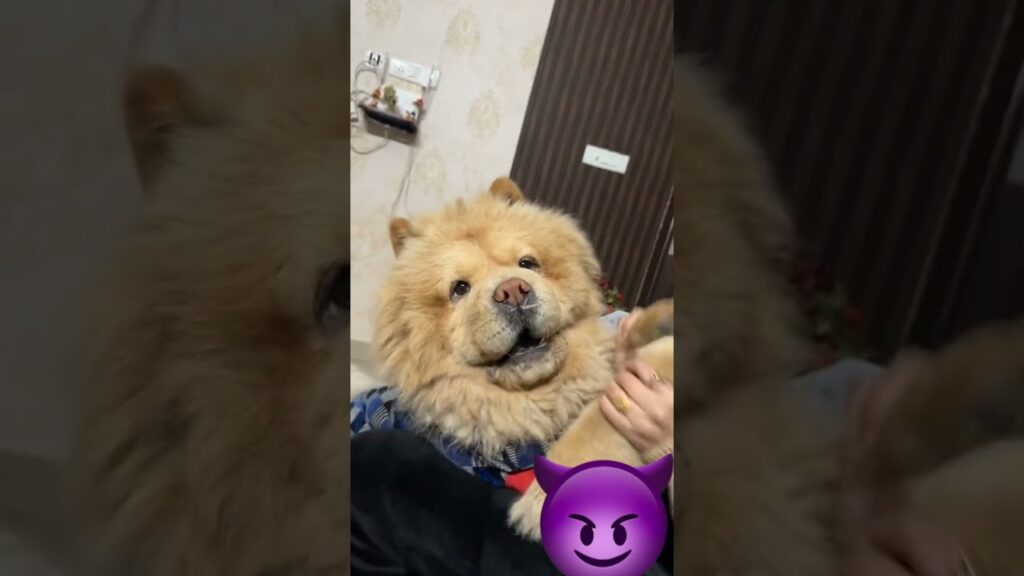 #afghanhound #tibetanmastiff #chowchow #streetdog #siberianhusky #dogfight #aggressive #dogbreed