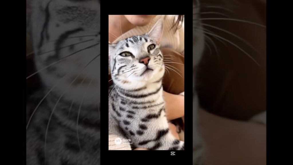マメちゃんミケちゃんが、エジプシャンマウを連れて帰って来た！