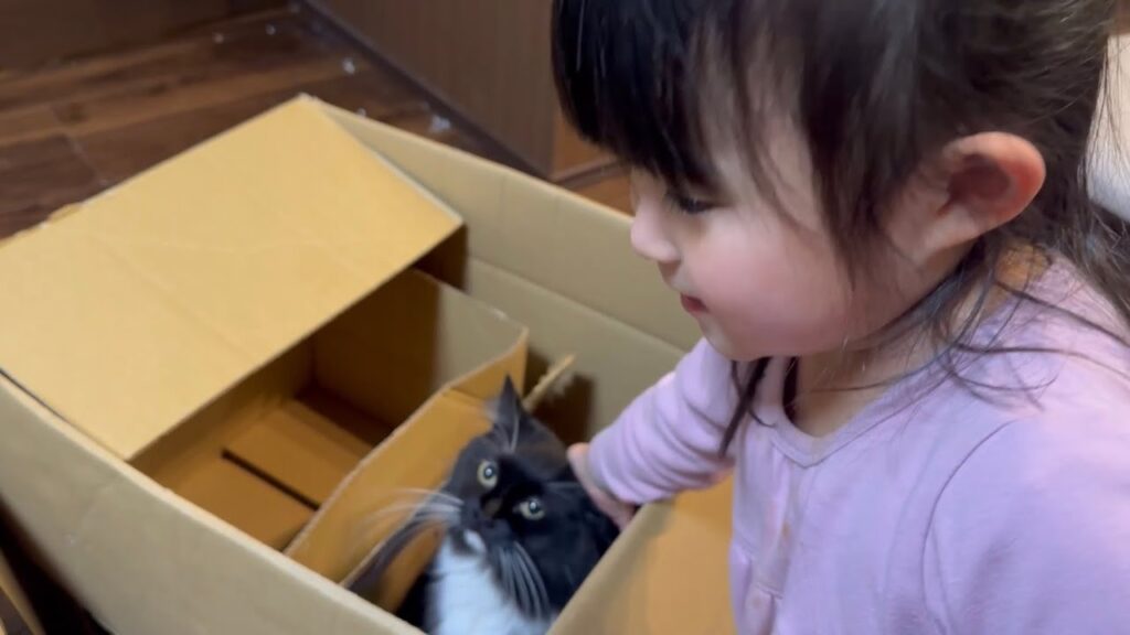 ダンボール内から遊び見学する猫　ラガマフィンA cat looking out from inside a cardboard box. Ragamuffin