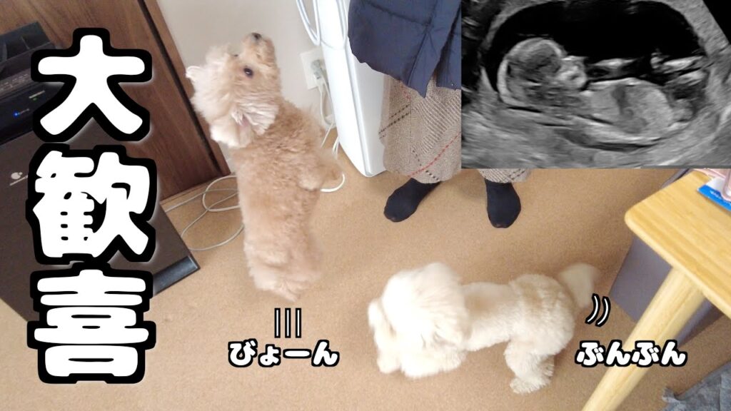 つわりを心配して来てくれた母に大喜びする愛犬たちw(エコーあり) つわりを心配して来てくれた母に大喜びする愛犬たちw(エコーあり)