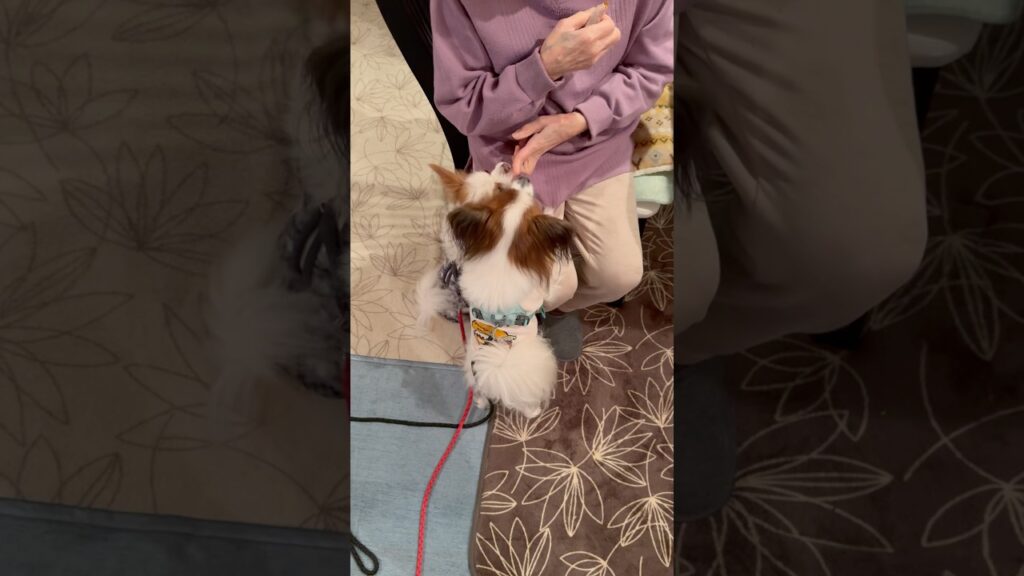 干し柿が好きすぎる犬たち #shorts 干し柿が好きすぎる犬たち #shorts