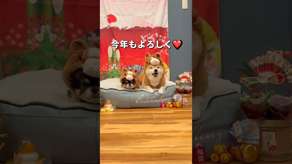 あけましておめでとう🐶🎍✨#柴犬 #チワワ #shorts