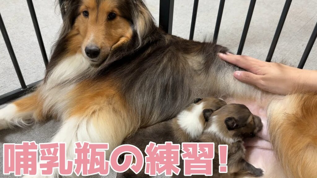 【シェルティ】哺乳瓶の練習🍼【でもママがいいね】
