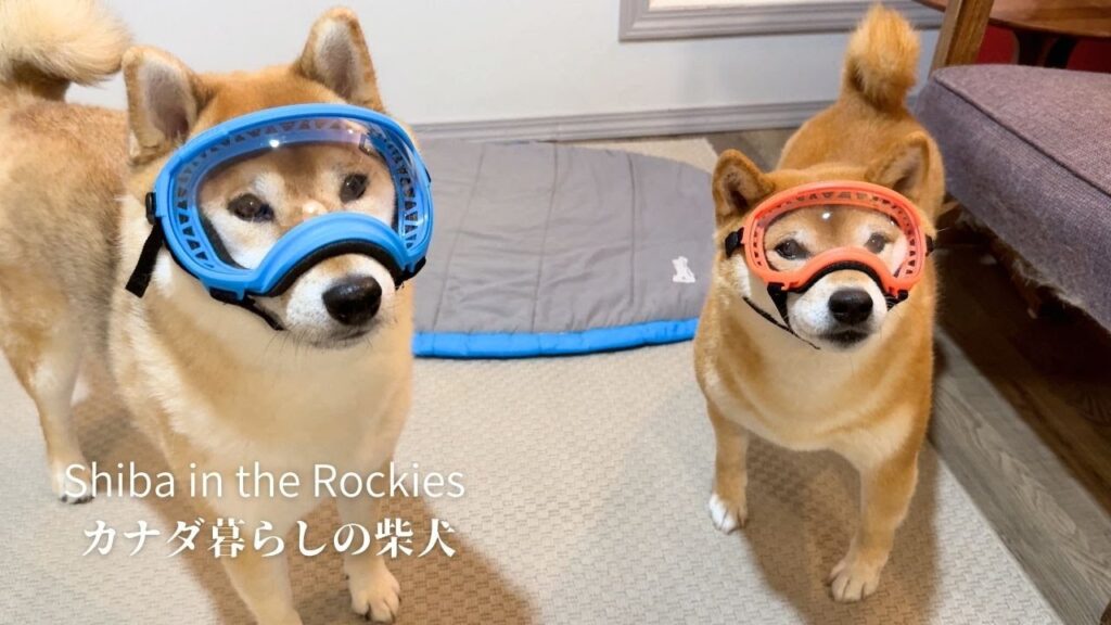本格的な雪山に備える柴犬たちが可愛すぎました【4K】 本格的な雪山に備える柴犬たちが可愛すぎました【4K】