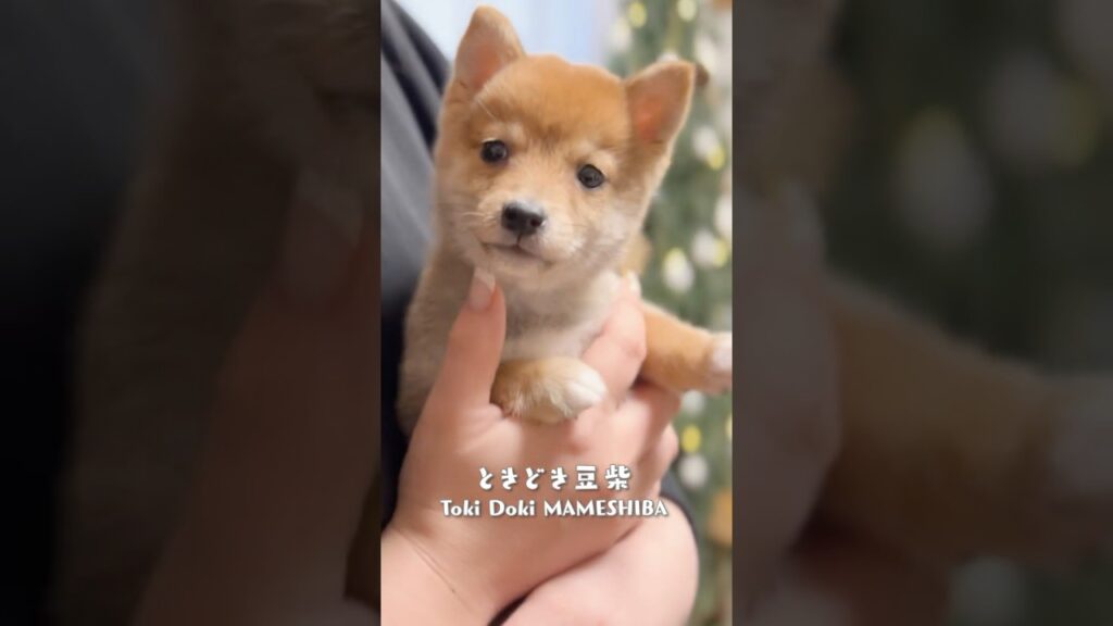 愛おしき豆柴 #柴犬 #癒し #dog #dogs #dogshorts #doglife #dogvideos #dogsofinstagram #shibainu #豆柴 #犬 #柴 #shiba