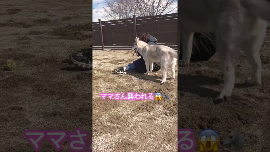 ハスキーに襲われた飼い主(ママ)#シベリアンハスキー #ハスキー #husky #siberianhusky #飼い主 #ドックラン #怖い #shorts  #犬 #癒し #幸せ #家族 #ママ