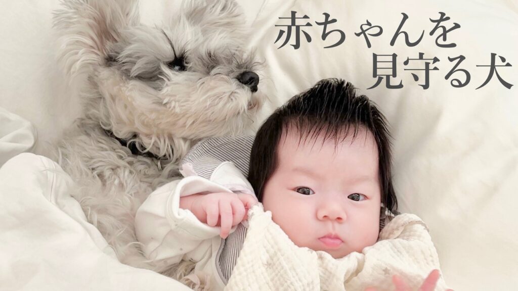赤ちゃんのそばから離れない犬|シュナウザージジトト 赤ちゃんのそばから離れない犬|シュナウザージジトト