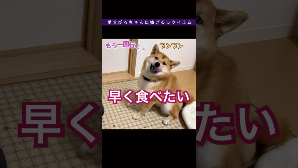失敗した柴犬の反応が可愛すぎる件 #柴犬 #面白い #可愛い 失敗した柴犬の反応が可愛すぎる件 #柴犬 #面白い #可愛い