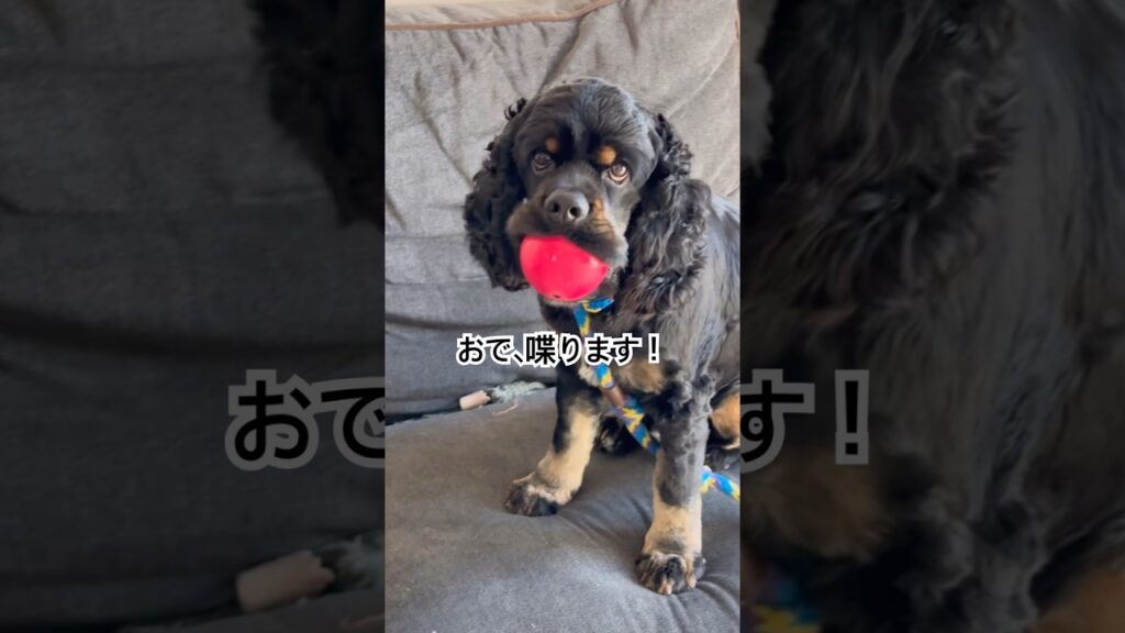 おで、お気に入りで遊ぶと喋っちゃうんだっ！🐶 #犬との暮らし #cockerspaniel #犬のいる生活 #愛犬 #可愛い #アメリカンコッカースパニエル #pets #じゃっくの部屋 #癒し