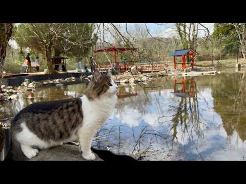 【日本唯一の猫村】16匹の猫が自由に暮らす「ねこ村」が天国すぎた🐈木登りする野生の姿に密着|秋吉台サファリランド 【日本唯一の猫村】16匹の猫が自由に暮らす「ねこ村」が天国すぎた🐈木登りする野生の姿に密着|秋吉台サファリランド