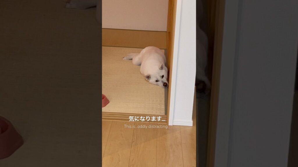 紀州犬・隼丸は今日もマイペース| My Kishu Is Always Up to Something Distracting #japanesedog #紀州犬 #犬のいる暮らし #犬動画 #癒し
