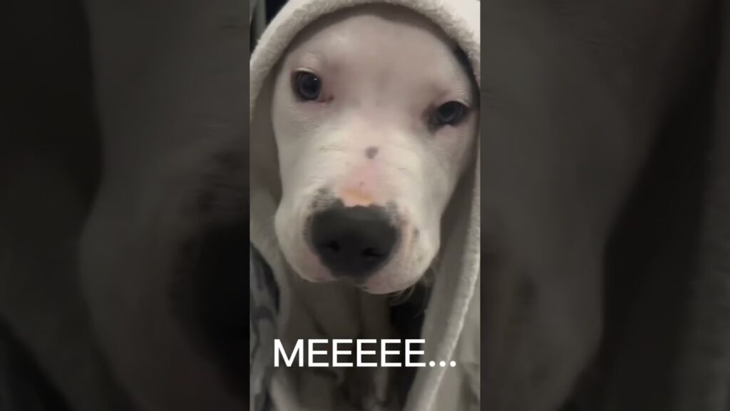 Hello 🤍💙 #dogvideos #doglife #amstaff #puppy #cutedog #bullterrier #pets #funnydog #dogs #puppies Hello 🤍💙 #dogvideos #doglife #amstaff #puppy #cutedog #bullterrier #pets #funnydog #dogs #puppies