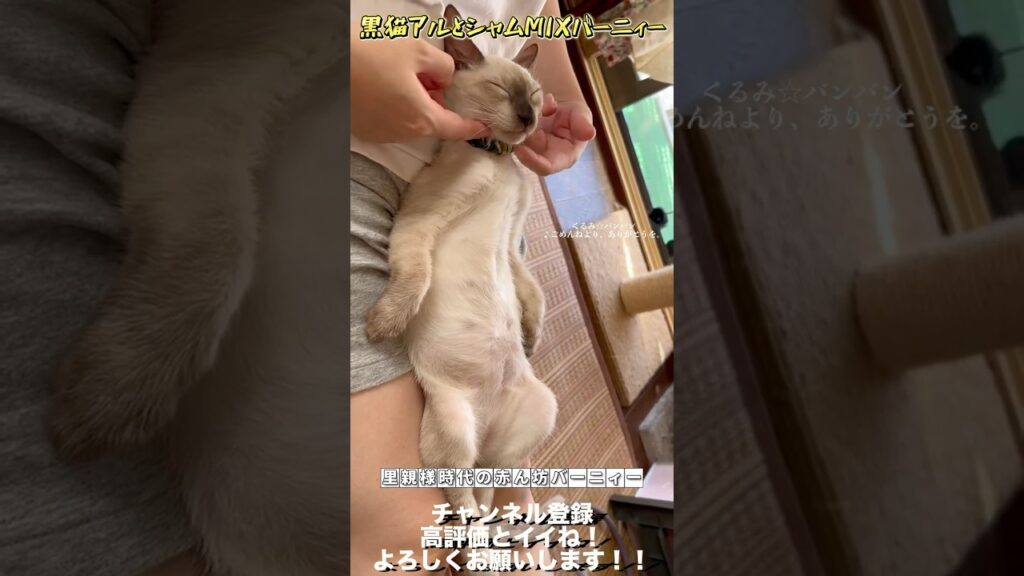 【神動画】【世界一可愛いシャムミックス】赤ん坊バーニィー #保護猫 #しゃむねこ #猫のいる暮らし #猫好きさんと繋がりたい #cat #ねこ#shorts 【神動画】【世界一可愛いシャムミックス】赤ん坊バーニィー #保護猫 #しゃむねこ #猫のいる暮らし #猫好きさんと繋がりたい #cat #ねこ#shorts