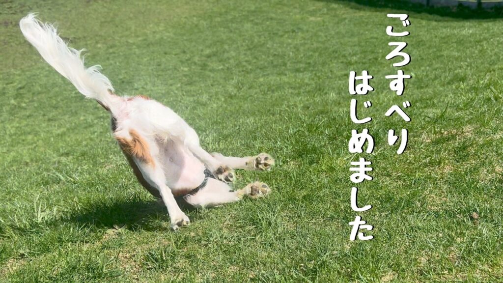 元気過ぎた子犬のちよねさん春まとめ 1st Half / 回顧録 #32【北海道暮らし キャバリア】 元気過ぎた子犬のちよねさん春まとめ 1st Half / 回顧録 #32【北海道暮らし キャバリア】