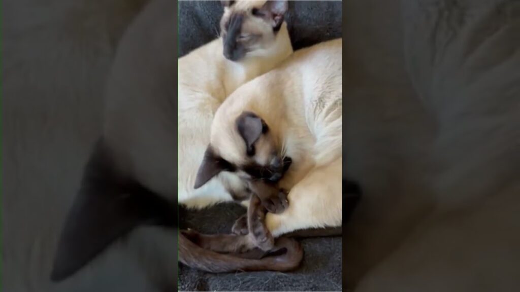 色が付くシャム猫 Siamese Cats get Darker #しゃむねこ #cat #子ネコ #cute #catcat #siamesecat 色が付くシャム猫 Siamese Cats get Darker #しゃむねこ #cat #子ネコ #cute #catcat #siamesecat