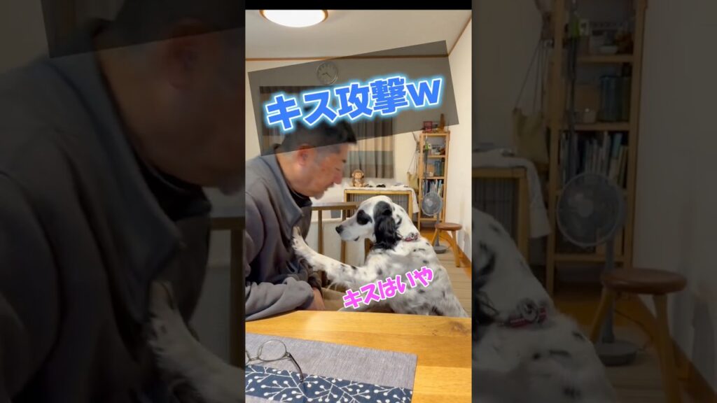キスはダメ。甘えた抱っこして対策ｗ　#イングリッシュセッター