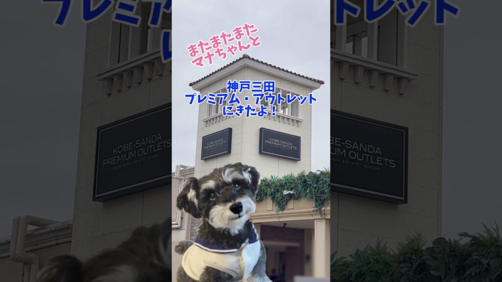 愛犬と神戸三田プレミアムアウトレットに来たよ！ #シュナウザー #元気になる動画 #ミニチュアシュナウザー #犬のいる生活 #元気お届け #元気お届け #可愛い #かわいい #休日 #買い物